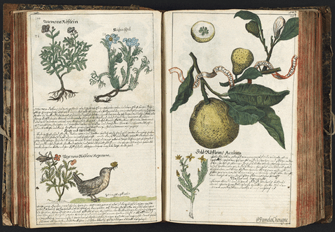 Animated herbarium book